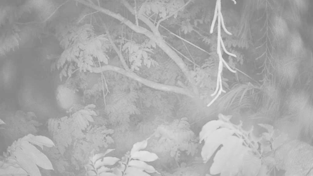 Ein dichter Wald mit zahlreichen BÃ¤umen.