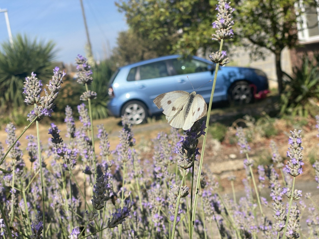 Ein blaues Auto, das vor einem Lavendelfeld mit einer weißen Schmetterlings auf einer Blume, Bäumen, Pfählen und einem unscharfen Gebäude im Hintergrund geparkt ist.