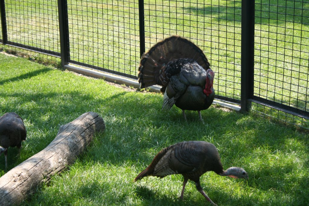 Vögel sitzen auf einem Zaun mit Gras am unteren Bildrand.
