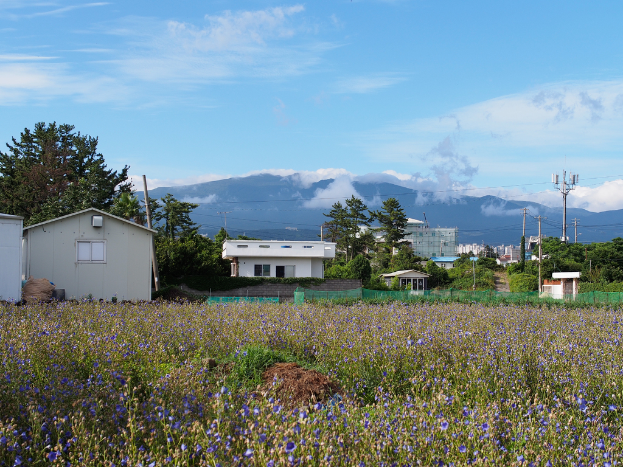 Eine Stadtansicht mit zahlreichen Gebäuden, Bäumen, einem Berg in der Ferne, einem klaren Himmel, einem Strommast mit Drähten und Grünflächen im Vordergrund.