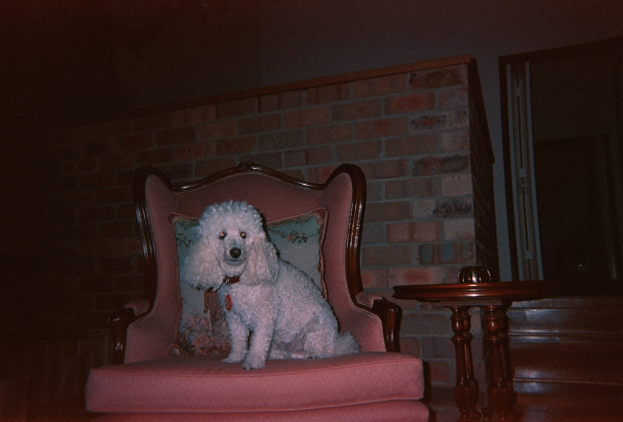 Ein Hund sitzt auf einem pinken Sofa in einem Haus mit einer roten Backsteinwand und einem Tisch rechts daneben.