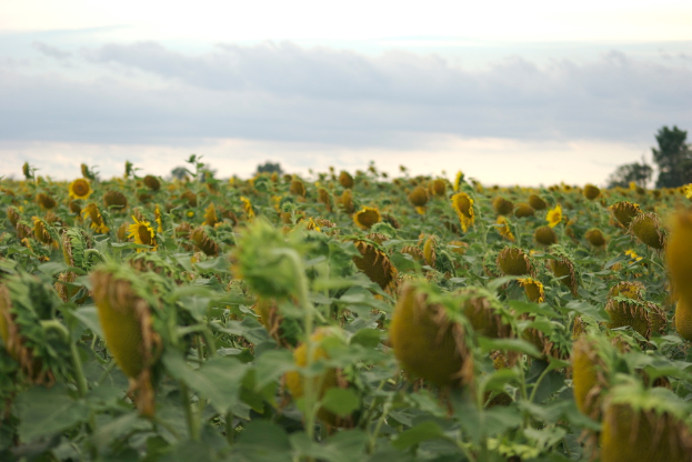 Ein Sonnenblumenfeld mit Bäumen auf der rechten Seite und Wolken am Himmel.