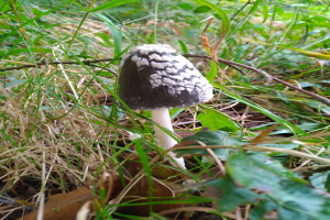 Ein schwarzer und weißer Schmierlingspilz, der im Gras zwischen Blättern und Stielen wächst.