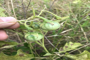 Eine Person hält einen Bund grüner Tomaten an einer Pflanze, mit der Hand auf der linken Seite; die Tomaten scheinen mit Mehltau infiziert zu sein und im Hintergrund sind Pflanzen und Gras zu sehen.