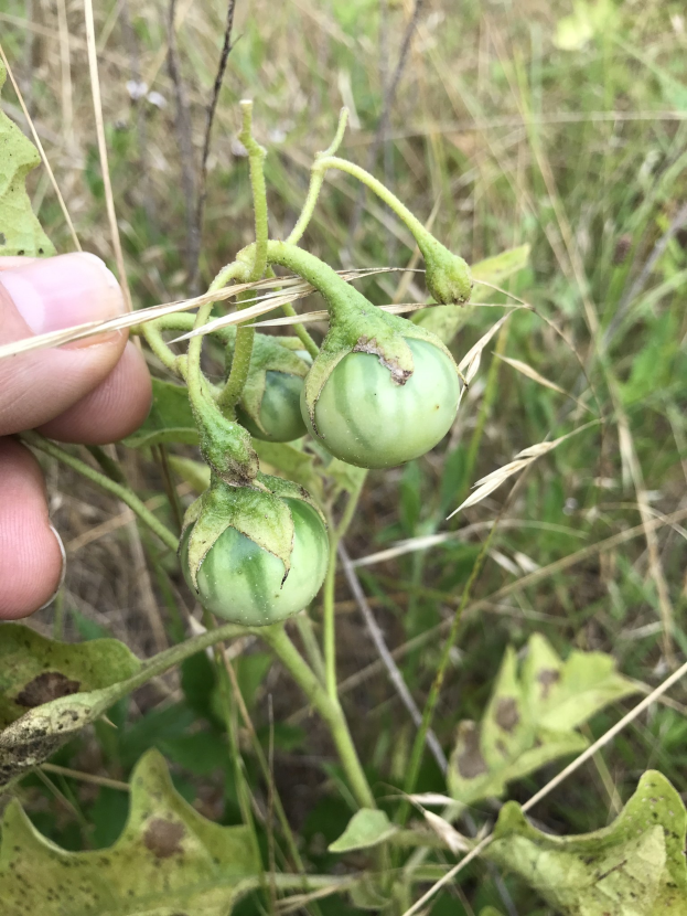 Eine Person hält einen Bund grüner Tomaten an einer Pflanze, mit der Hand auf der linken Seite; die Tomaten scheinen mit Mehltau infiziert zu sein und im Hintergrund sind Pflanzen und Gras zu sehen.