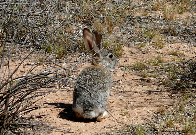 Ein Kaninchen sitzt auf dem Boden umgeben von trockenen Pflanzen, Gras und ein paar trockenen Blättern.