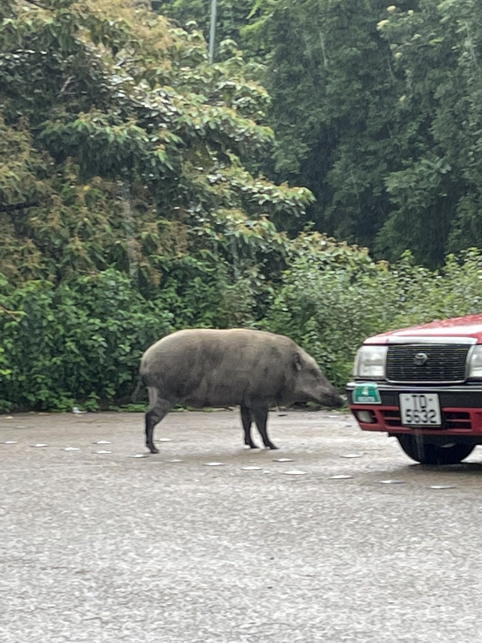 Wildschwein überquert eine Straße vor einem roten Auto, mit Bäumen im Hintergrund.