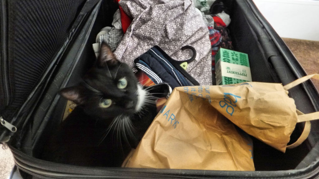 Ein Koffer voller Kleidung und eine Katze darauf liegend.