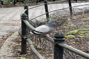 Eine Taube sitzt auf einem Metallzaun in einem Park, mit grünem Gras und gefallenen Blättern darunter, umgeben von Bänken und Bäumen.
