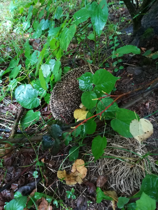 Ein Igel ist in der Mitte des Bildes zu sehen, umgeben von Pflanzen, Blättern, Zweigen und Gras in einemwaldigen Gebiet.