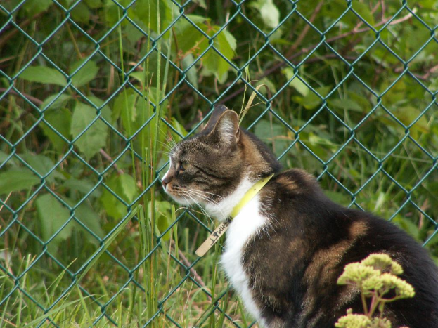 Eine schwarze und weiße Katze sitzt in der Nähe einer Pflanze und eines grünen Zauns, mit weiteren Pflanzen und Gras außerhalb des Zauns.