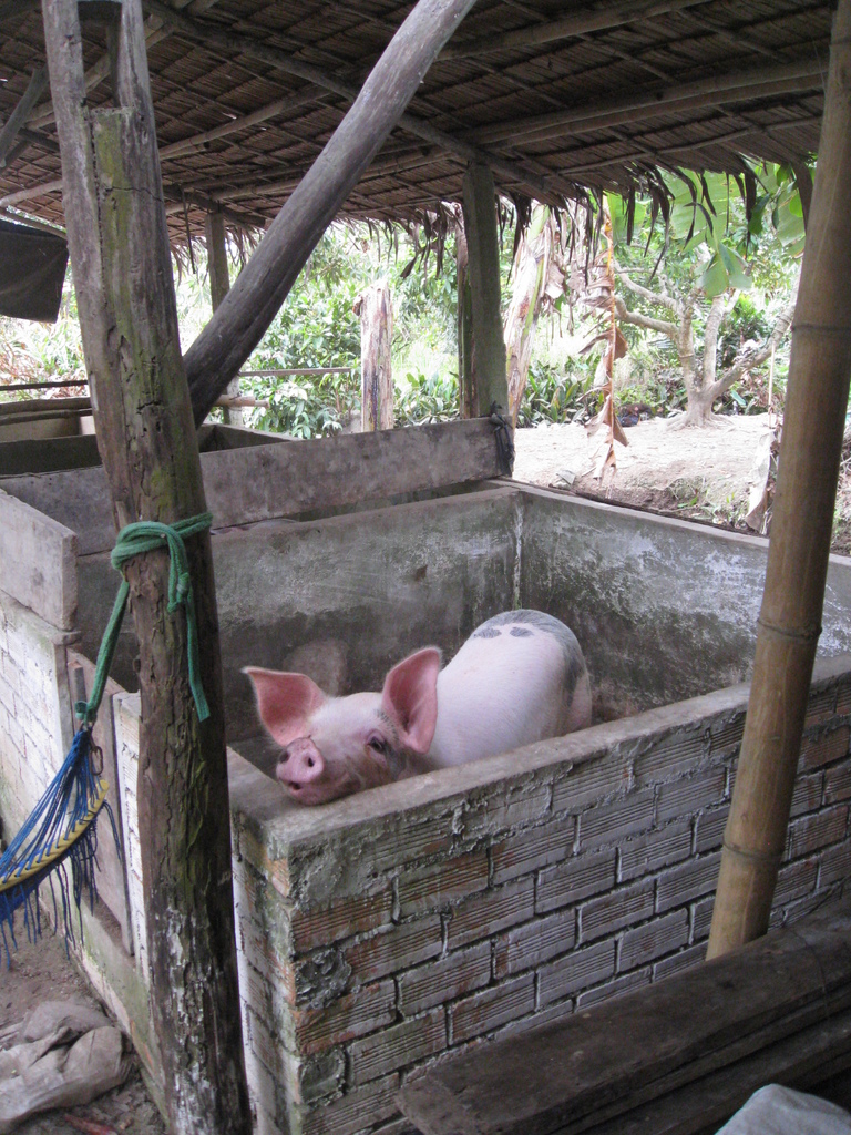 Ein rotes Schwein steht in einem Holzdach-umgebenen Gehege.