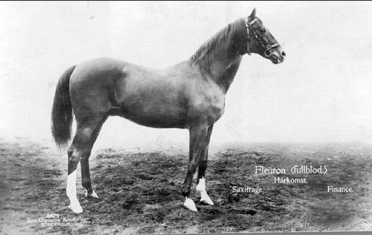 Schwarz-weiß-Foto eines Pferdes, das aufmerksam in den Dreck schaut, mit gespitzten Ohren und wallender Mähne und Schweif.
