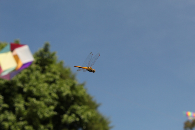 Ein Drachenflieger in der Luft mit einem Kite im Hintergrund, vor Bäumen und einem klaren blauen Himmel.