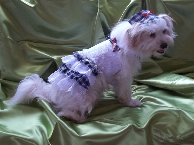 Ein Hund in Kostüm liegt auf einem Tuch.