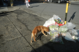 Ein Hund neben einem Haufen Müllsäcke auf einer Straße, mit Menschen, Fahrzeugen, Gebäuden, Bäumen und einem klaren blauen Himmel im Hintergrund.