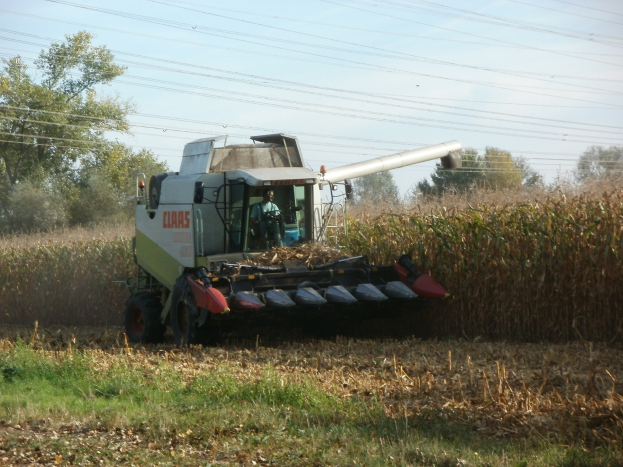 Mähdrescher bei der Arbeit in einem Maisfeld mit einer Person im Inneren, umgeben von Pflanzen, Gras und trockenen Blättern, mit Bäumen, Drähten und einem klaren blauen Himmel im Hintergrund.