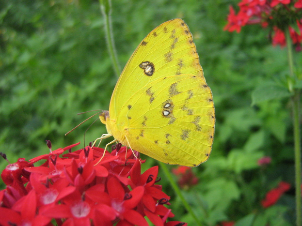 Ein Schmetterling sitzt auf Blumen mit Grün im Hintergrund.