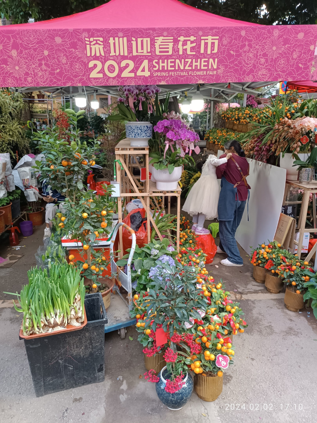 Eine Gruppe von Menschen steht unter einem pinken Zelt auf dem Shenzhen Frühlingsblumenfest, umgeben von bunten Blumen und Pflanzen in Töpfen, mit beleuchteten Lichtern und Bäumen im Hintergrund.