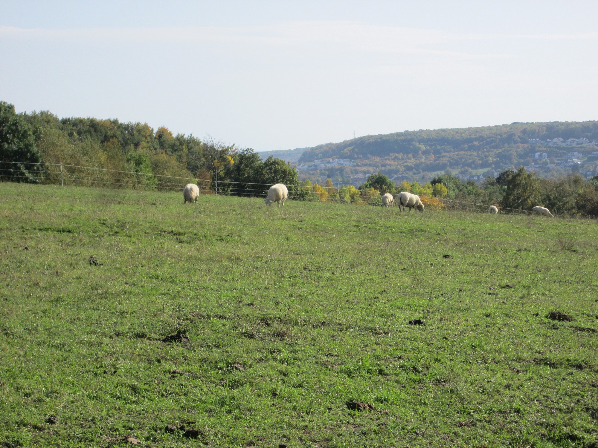 Schafe auf einer eingezäunten, grünen Wiese mit Trees, Höllen und einem klaren blauen Himmel im Hintergrund.