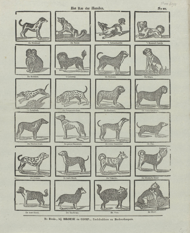 Ein offenes altes Buch mit Illustrationen und Beschreibungen verschiedener Hunderassen auf seinen Seiten.