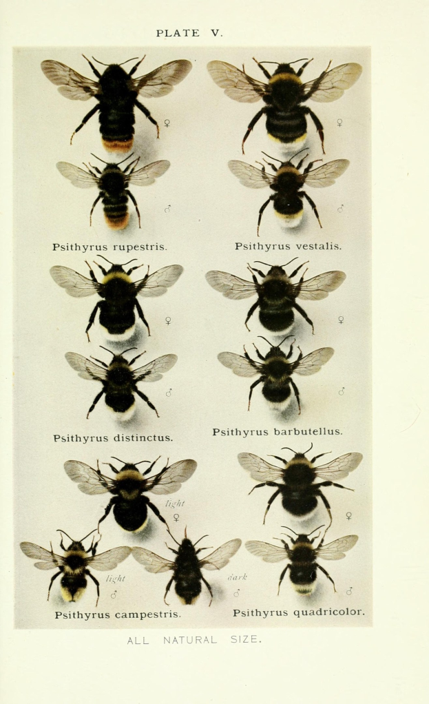BPOL NRW: Tierrettung - Bundespolizei und Feuerwehr retten Bienenstock und Mausohr in Köln